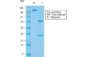 SDS-PAGE Analysis of Purified Chromogranin A Mouse Recombinant Monoclonal Antibody (rCHGA/777). (Recombinant Chromogranin A antibody)