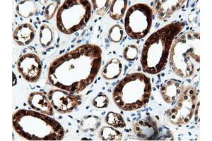 Image no. 16 for anti-5'-Nucleotidase Domain Containing 1 (NT5DC1) antibody (ABIN1499837) (NT5DC1 antibody)
