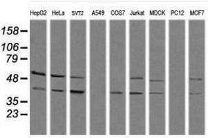 Image no. 2 for anti-Mitogen-Activated Protein Kinase 13 (MAPK13) antibody (ABIN1499955) (MAPK13 antibody)