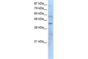 Western Blotting (WB) image for anti-Peroxisome Proliferator-Activated Receptor gamma (PPARG) antibody (ABIN2460600)
