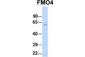 Host:  Rabbit  Target Name:  FMO4  Sample Type:  Human Fetal Heart  Antibody Dilution:  1. (FMO4 antibody  (N-Term))
