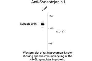 Image no. 1 for anti-Synaptojanin 1 (SYNJ1) antibody (ABIN956748) (Synaptojanin 1 antibody)