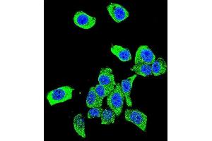 Confocal immunofluorescent analysis of DJ-1 Antibody (N-term) (ABIN390371 and ABIN2840777) with Hela cell followed by Alexa Fluor 488-conjugated goat anti-rabbit lgG (green).