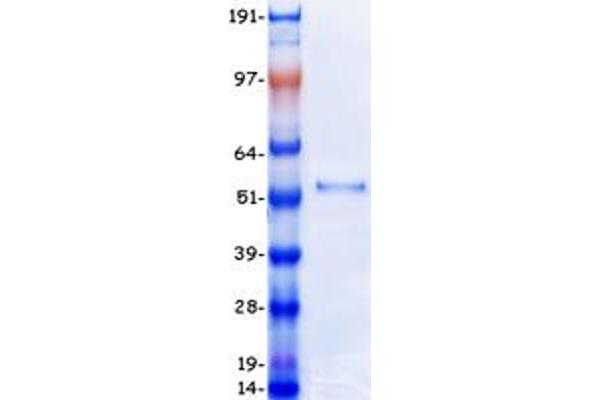 DEK Protein (Transcript Variant 1) (Myc-DYKDDDDK Tag)