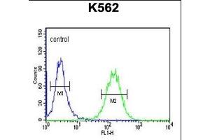 SUPV3L1 Antibody (N-term) (ABIN1881857 and ABIN2843036) flow cytometric analysis of K562 cells (right histogram) compared to a negative control cell (left histogram). (SUPV3L1 antibody  (N-Term))