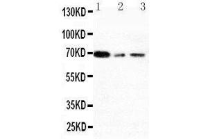 Anti-XRCC1 antibody, Western blotting Lane 1: 293T Cell Lysate Lane 2: A431 Cell Lysate Lane 3: HELA Cell Lysate (XRCC1 antibody  (N-Term))
