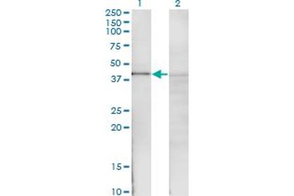 NFKBIB antibody  (AA 1-356)