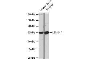 Western blot analysis of extracts of various cell lines, using LSM14A Rabbit pAb (ABIN7268308) at 1:1000 dilution. (LSM14A antibody)