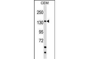 Western blot analysis in CEM cell line lysates (35ug/lane). (SAFB2 antibody  (AA 529-558))