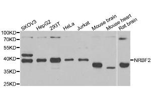 Western blot analysis of extracts of various cell lines, using NRBF2 antibody.