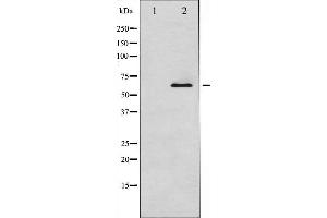 Western blot analysis of Smad1 expression in EGF treated COS7 whole cell lysates,The lane on the left is treated with the antigen-specific peptide.