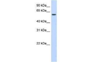 WB Suggested Anti-KLHDC5 Antibody Titration:  0. (KLHDC5 antibody  (Middle Region))