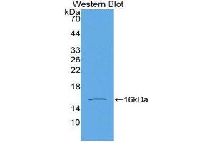 Western Blotting (WB) image for anti-Growth Differentiation Factor 15 (GDF15) (AA 195-308) antibody (Biotin) (ABIN1175410) (GDF15 antibody  (AA 195-308) (Biotin))