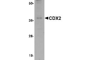 Western Blotting (WB) image for anti-Caudal Type Homeobox 2 (CDX2) (C-Term) antibody (ABIN1030331) (CDX2 antibody  (C-Term))