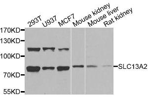 Western blot analysis of extracts of various cell lines, using SLC13A2 antibody. (SLC13A2 antibody  (AA 345-455))