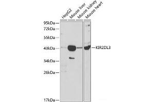 Western blot analysis of extracts of various cell lines using KIR2DL3 Polyclonal Antibody at dilution of 1:1000. (KIR2DL3 antibody)