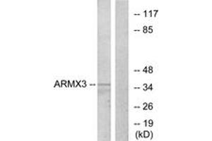 Western Blotting (WB) image for anti-Armadillo Repeat Containing, X-Linked 3 (ARMCX3) (AA 291-340) antibody (ABIN6766206) (ARMCX3 antibody  (AA 291-340))