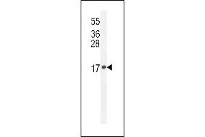 LCN10 Antibody (Center) (ABIN654544 and ABIN2844258) western blot analysis in mouse Neuro-2a cell line lysates (35 μg/lane). (LCN10 antibody  (AA 94-123))