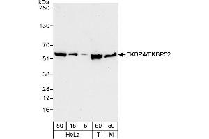 Western Blotting (WB) image for anti-FK506 Binding Protein 4, 59kDa (FKBP4) (AA 440-459) antibody (ABIN7452888)