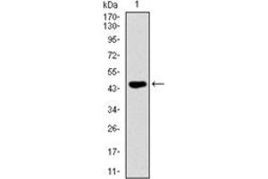 Western Blotting (WB) image for anti-TNF Receptor Superfamily, Member 6 (FAS) antibody (ABIN1106616) (FAS antibody)