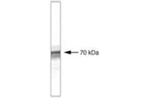 Image no. 1 for anti-beta-Transducin Repeat Containing (BTRC) antibody (ABIN204836)
