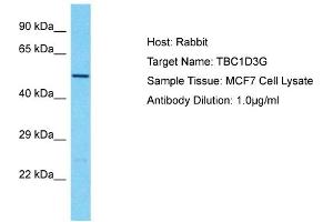 Host: Rabbit Target Name: TBC1D3G Sample Type: MCF7 Whole Cell lysates Antibody Dilution: 1. (TBC1D3G antibody  (Middle Region))