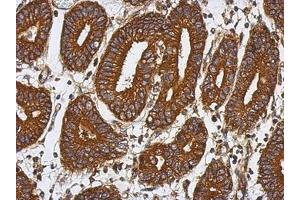 Image no. 1 for anti-Abhydrolase Domain Containing 16A (ABHD16A) (AA 14-261) antibody (ABIN1496390) (BAT5 antibody  (AA 14-261))