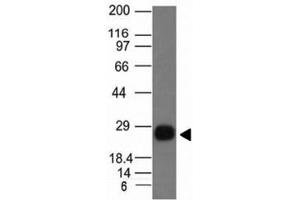 Western blot Anaysis of Ramos cell Lyste using HLA-DRB1 antibody (HLA-DRB/1067). (HLA-DRB1 antibody)