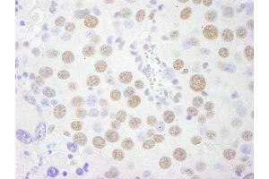 anti-Splicing Factor Proline/glutamine-Ric (SFPQ) (AA 657-707) antibody