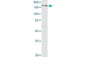 MBD5 MaxPab rabbit polyclonal antibody. (MBD5 antibody  (AA 1-229))