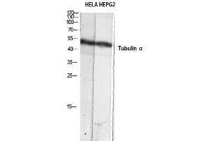 Western Blotting (WB) image for anti-alpha Tubulin (TUBA1) (C-Term) antibody (ABIN3180375) (alpha Tubulin antibody  (C-Term))
