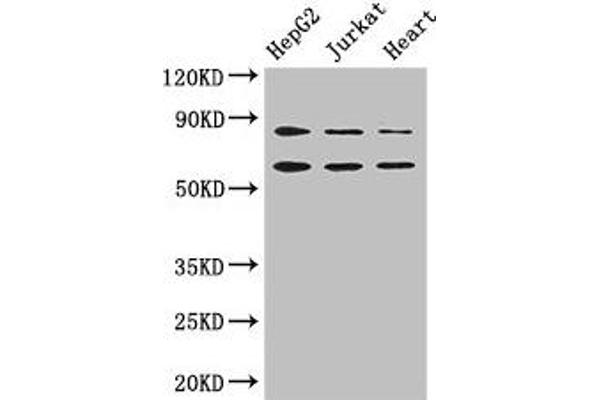 Stim2 antibody  (AA 471-656)