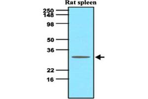 Western blot analysis of tissue lysate of rat spleen (60 ug) was resolved by SDS - PAGE , transferred to NC membrane and probed with TNFSF13B monoclonal antibody , clone H4 - C7 (1 : 500) .