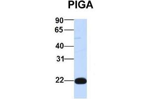 Host:  Rabbit  Target Name:  PIGA  Sample Type:  Human 293T  Antibody Dilution:  1. (PIGA antibody  (Middle Region))