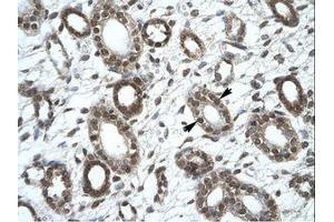 Image no. 1 for anti-Kinesin Family Member 25 (KIF25) (AA 302-351) antibody (ABIN202395) (KIF25 antibody  (AA 302-351))