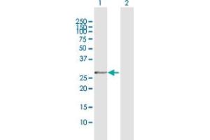 Western Blot analysis of OLIG1 expression in transfected 293T cell line by OLIG1 MaxPab polyclonal antibody. (OLIG1 antibody  (AA 1-255))