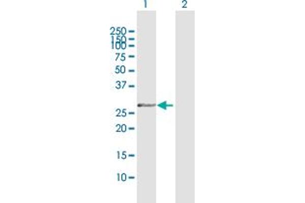 OLIG1 antibody  (AA 1-255)