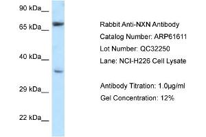 Western Blotting (WB) image for anti-Nucleoredoxin (NXN) (N-Term) antibody (ABIN2788851) (NXN antibody  (N-Term))