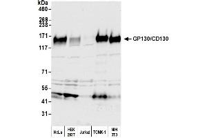 Western Blotting (WB) image for anti-Interleukin 6 Signal Transducer (Gp130, Oncostatin M Receptor) (IL6ST) (AA 868-918) antibody (ABIN7450297)