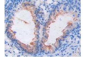 Figure. (FGF6 antibody  (AA 39-208))