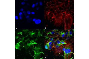 Immunocytochemistry/Immunofluorescence analysis using Mouse Anti-GluA1/GluR1 Monoclonal Antibody, Clone S355-1 (ABIN2485603). (Glutamate Receptor 1 antibody  (AA 1-389) (Biotin))