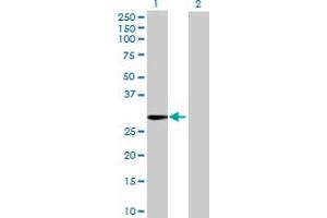Western Blot analysis of TTYH1 expression in transfected 293T cell line by TTYH1 MaxPab polyclonal antibody. (TTYH1 antibody  (AA 1-239))