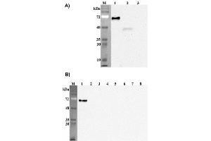 Western blot analysis of human Pref-1using anti-DLK1 (human), mAb (PF13-3)  at 1: 2,000 dilution.