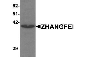 Western blot analysis of ZHANGFEI in K562 cell lysate with ZHANGFEI antibody at 1 µg/mL. (CREBZF antibody  (N-Term))