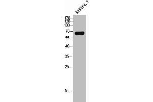 Western Blot analysis of RAW264. (ME3 antibody  (C-Term))