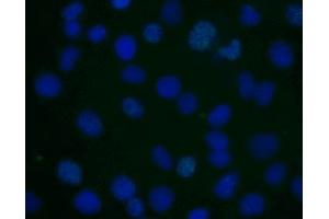 Immunofluorescent staining of human cell line. (H2AFX antibody  (pSer139))