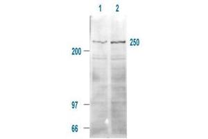 Affinity Purified Anti-mTOR pS 2448 (Rabbit) is shown to detect a 250 kDa band (indicated) corresponding to phosphorylated human mTOR present in a 293T whole cell lysates. (MTOR antibody  (pSer2448))