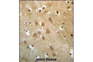 ZN Antibody (N-term) (ABIN657249 and ABIN2846347) immunohistochemistry analysis in formalin fixed and paraffin embedded human brain tissue followed by peroxidase conjugation of the secondary antibody and DAB staining. (ZNF227 antibody  (N-Term))