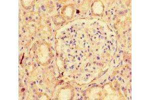 Immunohistochemistry of paraffin-embedded human kidney tissue using ABIN7161043 at dilution of 1:100 (NAPSA antibody  (AA 64-420))