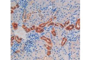 IHC-P analysis of kidney tissue, with DAB staining. (Kallikrein 6 antibody  (AA 19-261))
